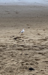 Chroicocephalus ridibundus