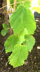 Hamamelis virginiana