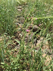 Carduus argentatus