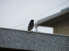 Phoenicurus ochruros