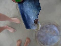 Hyperiidae