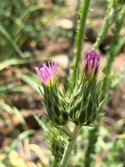 Carduus argentatus