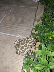 Bufotes viridis viridis