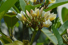 Plumeria rubra