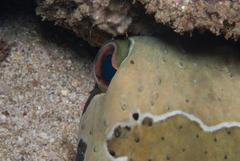 Diodon liturosus