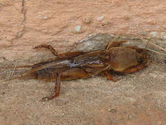 Gryllotalpa africana