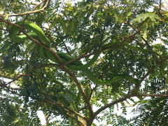 Dendroaspis angusticeps