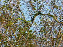 Dendroaspis angusticeps