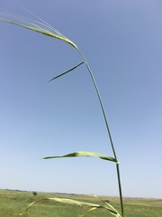 Hordeum spontaneum