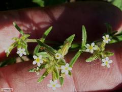 Polycarena silenoides