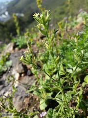 Polycarena silenoides