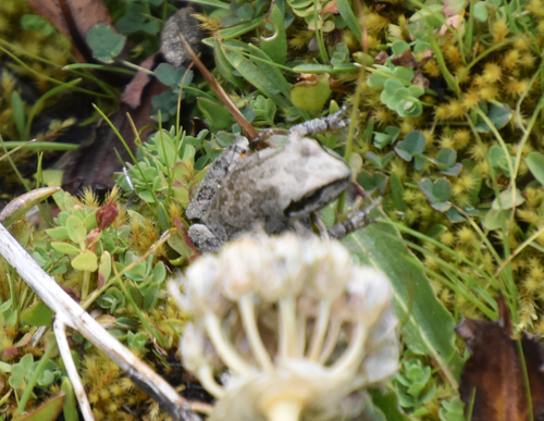 iNaturalist observation photo of Pacific chorus frog