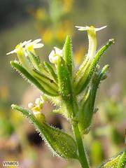 Polycarena silenoides