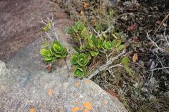 Apodytes abbottii