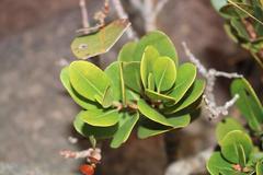Apodytes abbottii