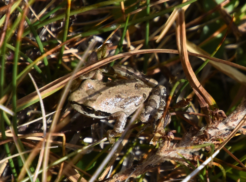 iNaturalist observation photo of Pacific chorus frog