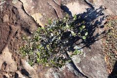Apodytes abbottii