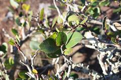 Apodytes abbottii