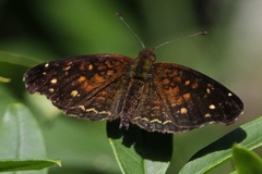 Anthanassa texana