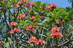 Plumeria rubra