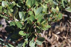 Apodytes abbottii