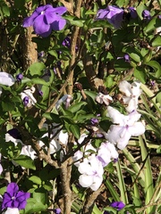 Brunfelsia uniflora