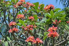 Plumeria rubra