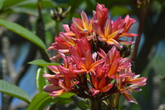 Plumeria rubra