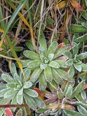 Saxifraga hostii