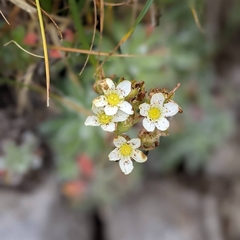 Saxifraga hostii