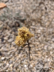 Helichrysum arenarium
