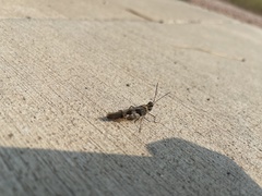 Trimerotropis cincta