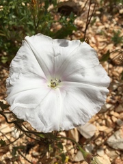 Convolvulus betonicifolius