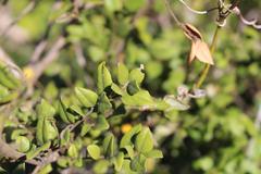 Cryptocarya wyliei