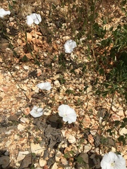 Convolvulus betonicifolius