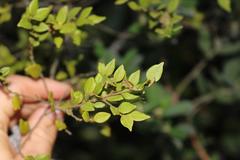 Cryptocarya wyliei