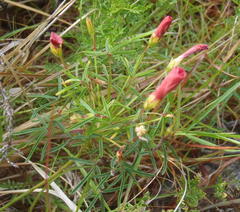 Oxalis pendulifolia