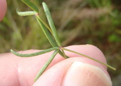 Oxalis pendulifolia