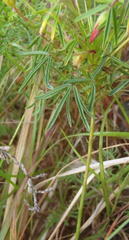 Oxalis pendulifolia