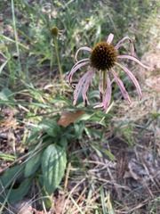 Echinacea laevigata