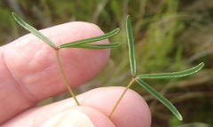 Oxalis pendulifolia