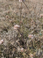 Allium tarkhankuticum