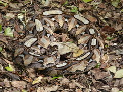 Bitis gabonica