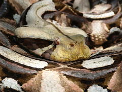Bitis gabonica