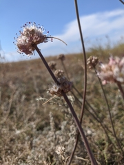 Allium tarkhankuticum