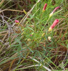 Oxalis pendulifolia