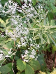 Eupatorium torreyanum