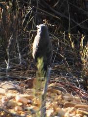 Cercotrichas coryphoeus coryphoeus
