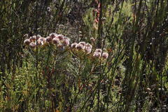 Serruria phylicoides