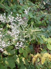 Eupatorium torreyanum